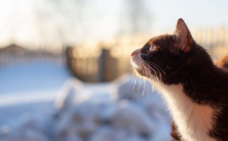 A cute kitten sits on a wooden fence outside in winter. A brown, fluffy cat basks in the sun in winter.の写真素材