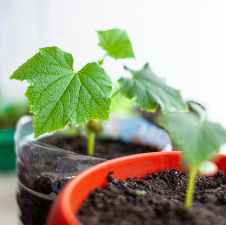 Seedlings of cucumbers and plants in flower pots near the window, a green leaf close-up. Growing food at home for an ecological and healthy lifestyle. Growing seedlings at home in the cold seasonの写真素材
