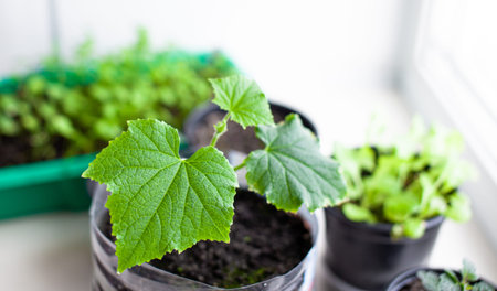 Seedlings of cucumbers and plants in flower pots near the window, a green leaf close-up. Growing...