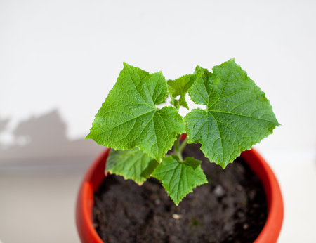 One young cucumber seedling in a pot on a white background.の写真素材