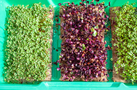 Close-up of micro-greenery of basil, arugula and other plants at home.