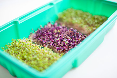 Close-up of micro-greenery of basil, arugula and other plants at home.