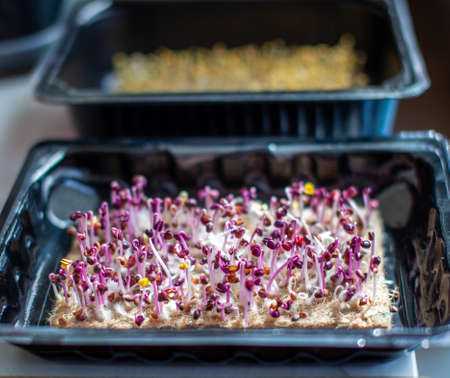 Purple micro-green radish sprouts in a tray or container.の写真素材