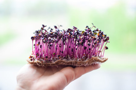 Purple micro-green radish sprouts in your hand.