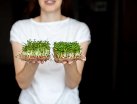 A woman holds micro greens grown at home in her hands. Healthy and healthy food. Vegetarian food. Micro-greens for salads and mealsの写真素材