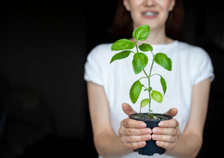 A girl in a white T-shirt is holding a pot with a green basil plant. Growing seedlings at home. Delicious and healthy food for salad at home.の写真素材