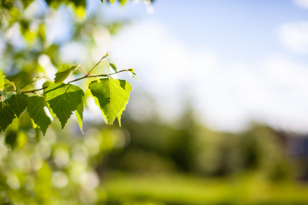 Natural background. Bright spring background with green leaves on a birch branch in the sunlight....