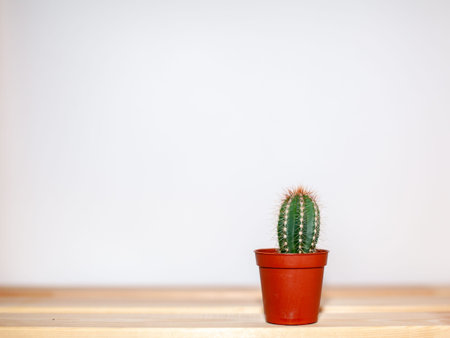 A small cactus in a brown pot on a wooden table. Home interior design. There is free space for the text.の写真素材