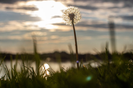 Dandelion at orange sunset. Fluffy dandelion against sunset front sun close up, blurred background....