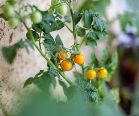 Unripe and ripe small tomatoes growing on the windowsill. Fresh mini-vegetables in the greenhouse on a branch with green fruits. Young fruits on the bush. Yellow fruits of tomatoes on a branchの写真素材
