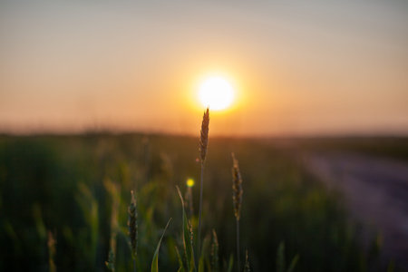 Close-up of green ears of wheat or rye at sunset in a field. World global food with sunset in farm land autumn scene background. Happy Agricultural countryside.の写真素材