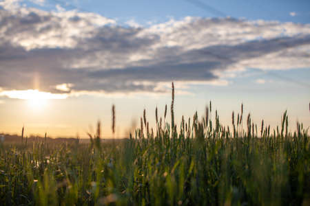 Close-up of green ears of wheat or rye at sunset in a field. World global food with sunset in farm land autumn scene background. Happy Agricultural countryside.の写真素材