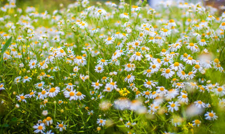 Beautiful background of many blooming daisies field. Chamomile grass close-up. Beautiful meadow in springtime full of flowering daisies with white yellow blossom and green grassの写真素材