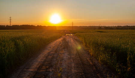 A road in the middle of a field with wheat leads to the sun, sunset.の写真素材