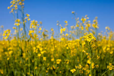 Yellow rapeseed flowers in a field against a blue sky.の写真素材