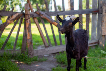 A black goat behind a wooden fence in the village poses for the camera. Breeding of domestic animals and cattle.の写真素材