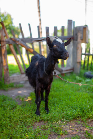 A black goat behind a wooden fence in the village poses for the camera. Breeding of domestic animals and cattle.の写真素材