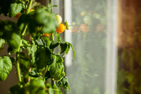Unripe and ripe small tomatoes growing on the windowsill. Fresh mini-vegetables in the greenhouse on a branch with green fruits. Young fruits on the bush. Yellow fruits of tomatoes on a branchの写真素材