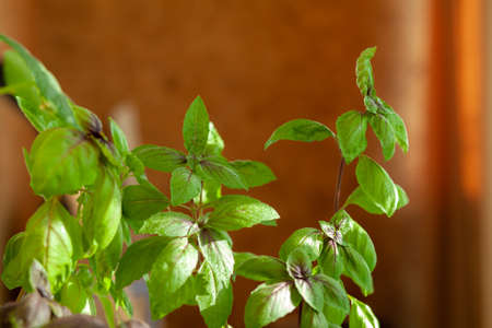 Fresh green basil in a pot grows at home, on the balcony. Green basil leaves are ready for cooking. Fresh herbs for cooking pizza, salads and other foodの写真素材