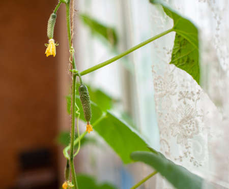 Green young cucumber with yellow flower. Gardening background with mini cucumber plant in greenhouse. Miniature Cucumber gherkin for Balcony Garden. Mini-Cucumbers grow in home garden.の写真素材
