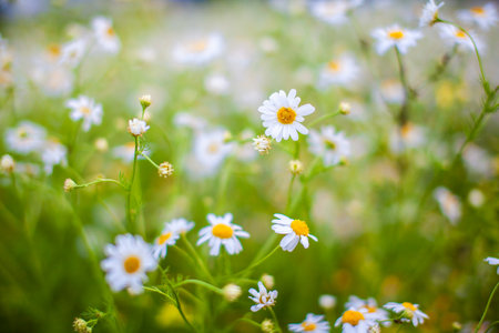 Beautiful background of many blooming daisies field. Chamomile grass close-up. Beautiful meadow in springtime full of flowering daisies with white yellow blossom and green grassの写真素材