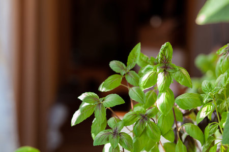 Fresh green basil in a pot grows at home, on the balcony. Green basil leaves are ready for cooking....