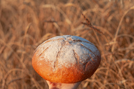 Woman holds a loaf of rye, bread against the background of wheat ears