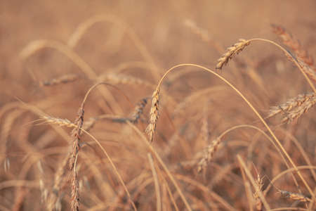 Ears of wheat or rye growing in the field at sunset. field of rye during the harvest period in an agricultural field. Background of ripening ears of wheat field. Rich harvest Concept. Label art designの写真素材