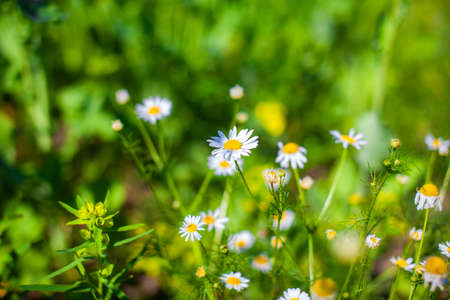 Beautiful background of many blooming daisies field. Chamomile grass close-up. Beautiful meadow in springtime full of flowering daisies with white yellow blossom and green grassの写真素材