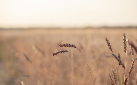 Ears of wheat or rye growing in the field at sunset. field of rye during the harvest period in an...