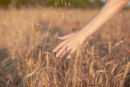 Wheat field. Hands holding ears of golden wheat close up. Beautiful Nature Sunset Landscape. Rural...