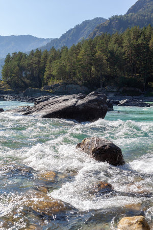 A fast-flowing wide and full-flowing mountain river. Large rocks stick out of the water. Big...