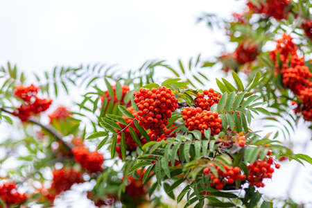 Mountain rowan ash branch berries on blurred green background. Autumn harvest still life scene. Soft focus backdrop photography. Copy space.の写真素材
