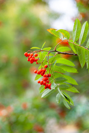 Mountain rowan ash branch berries on blurred green background. Autumn harvest still life scene. Soft...