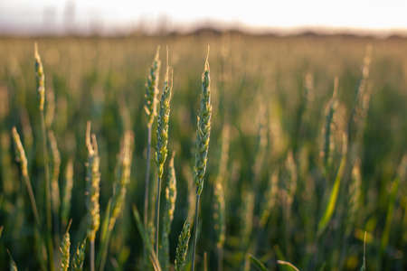 Ears of wheat or rye growing in the field at sunset. A field of rye during the harvest period in an agricultural field.の写真素材