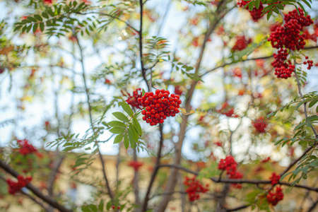 Mountain rowan red ash branch berries on blurred green background. Autumn harvest still life scene. Soft focus backdrop photography. Copy space.の写真素材