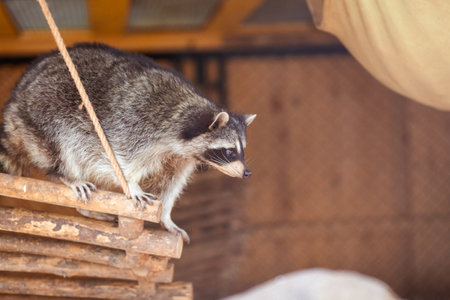 Raccoons in a cage look out of their bed. An animal in the zoo behind the fence bars. Good or bad...