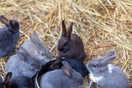 Small fluffy rabbits in the pen are eating food from a cup. There is a litter of hay in the pen. Rabbits are like a pet. Household managementの写真素材
