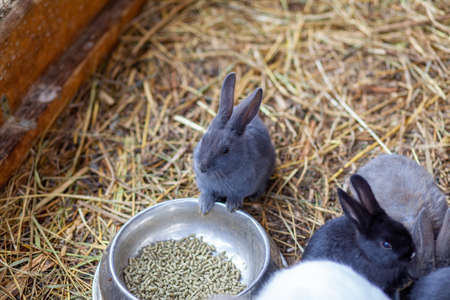 Small fluffy rabbits in the pen are eating food from a cup.の写真素材