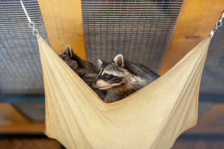 Raccoons in a cage look out of their bed. An animal in the zoo behind the fence bars. Good or bad animal care. Sad raccoon behind a wire mesh in captivityの写真素材