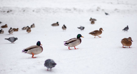 Winter portrait of a duck in a winter public park. Duck birds are standing or sitting in the snow. Migration of birds. Ducks and pigeons in the park are waiting for food from people.の写真素材