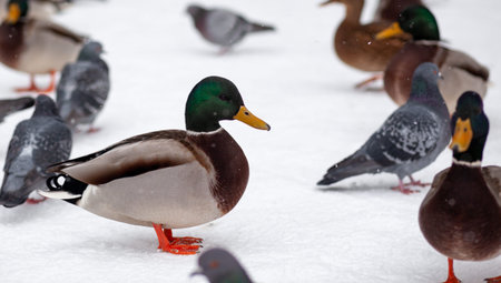 Winter portrait of a duck in a winter public park. Duck birds are standing or sitting in the snow....