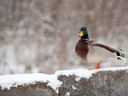 Winter portrait of a duck in a winter public park. Duck birds are standing or sitting in the snow. Migration of birds. Ducks and pigeons in the park are waiting for food from people.の写真素材