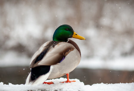 Winter portrait of a duck in a winter public park. Duck birds are standing or sitting in the snow. Migration of birds. Ducks and pigeons in the park are waiting for food from people.の写真素材