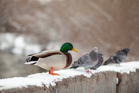 Winter portrait of a duck in a winter public park. Duck birds are standing or sitting in the snow. Migration of birds. Ducks and pigeons in the park are waiting for food from people.の写真素材