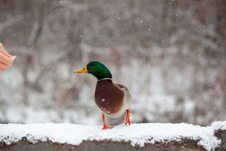 A man feeds a duck bread from his hand in winter in a public park. Duck birds are standing or sitting in the snow. Migration of birds. Ducks and pigeons in the park are waiting for food from people.の写真素材