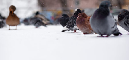 Beautiful pigeons sit in the snow in the city park in winter. Close up of pigeons in winter on the...