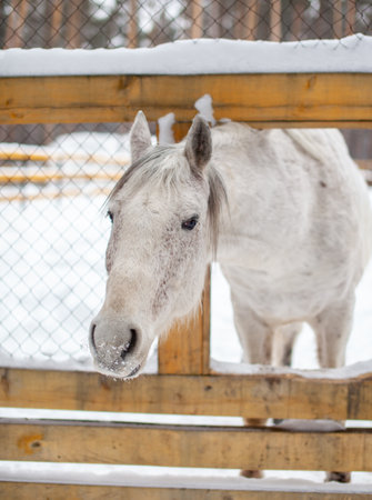 The white horse stuck his head over the fence to be fed.の写真素材