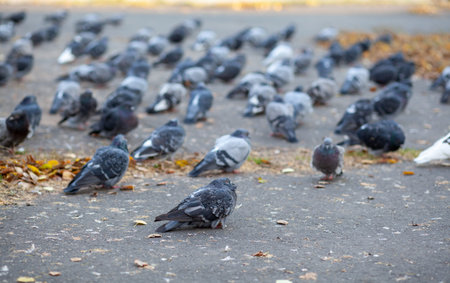 Many beautiful pigeons are sitting on the asphalt in the city park.の写真素材