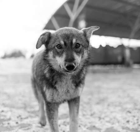 A stray dog in winter. A portrait of large mixed-breed stray dog Sheepdog off to the side against a winter white background. Copy space. The dog's eyes search for its owner.の写真素材